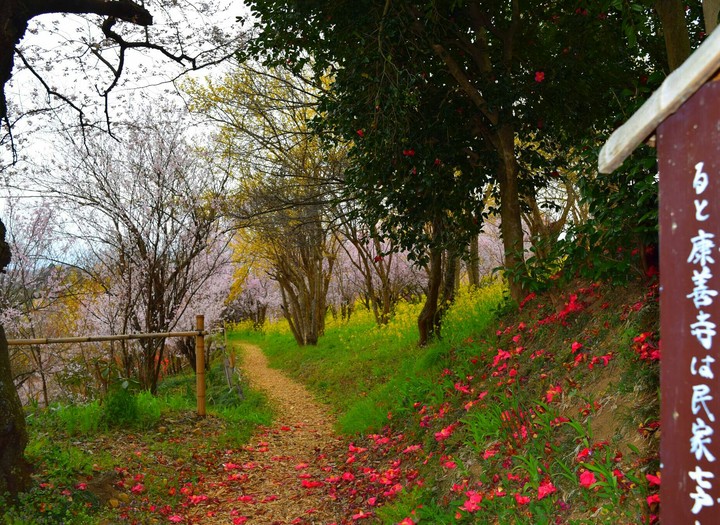 Pathway in Fukushima