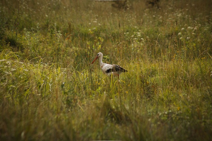 White stork