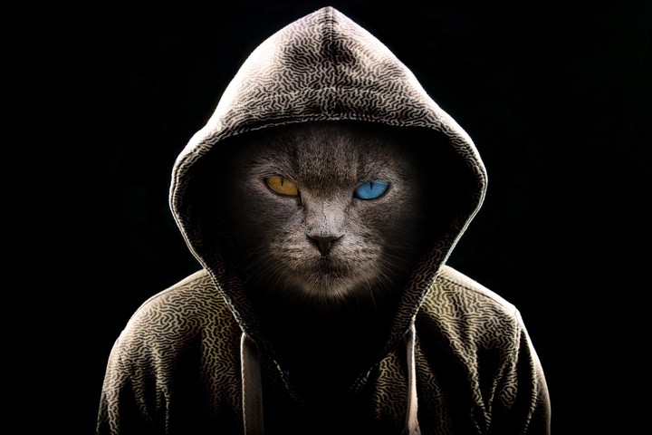 cat , animal