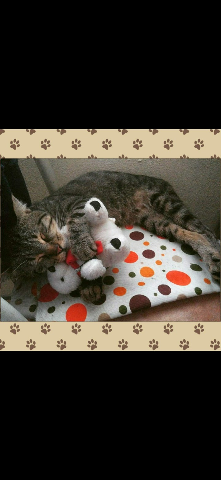 cat