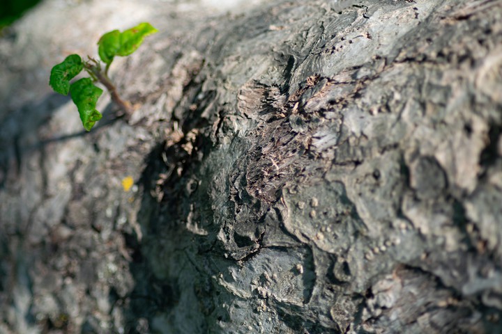 New life