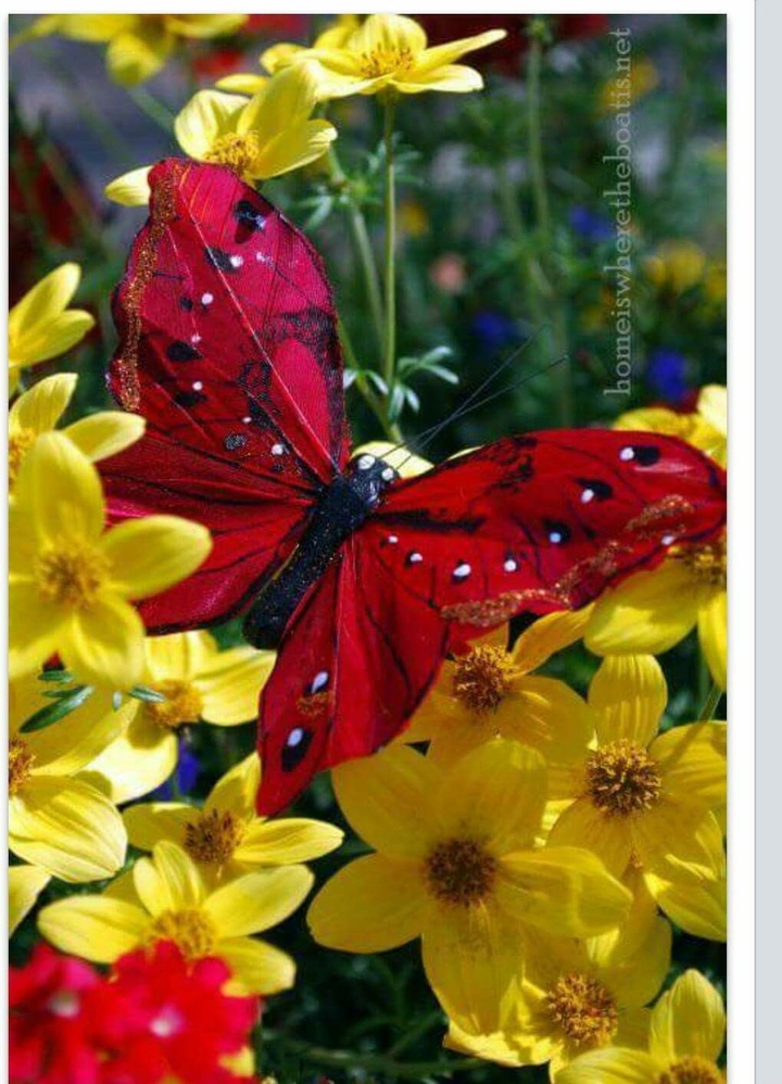 Nature's True Beauty?