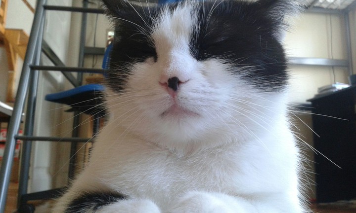 The svinx cat