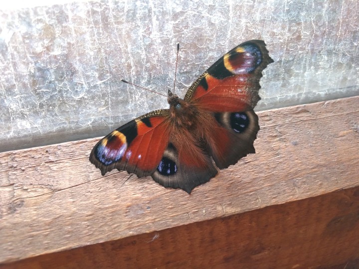autumn butterfly
