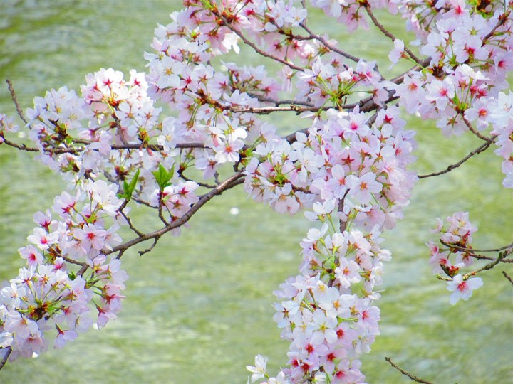 桜 [cherry blossom]