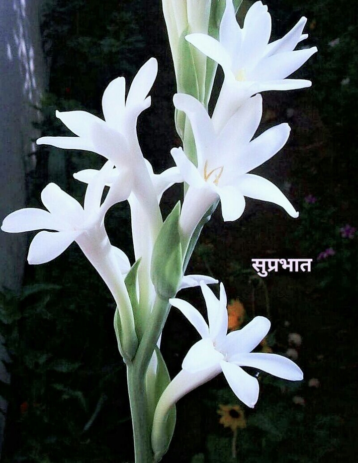 Good Morning