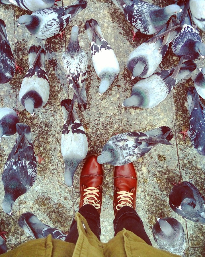 pigeon