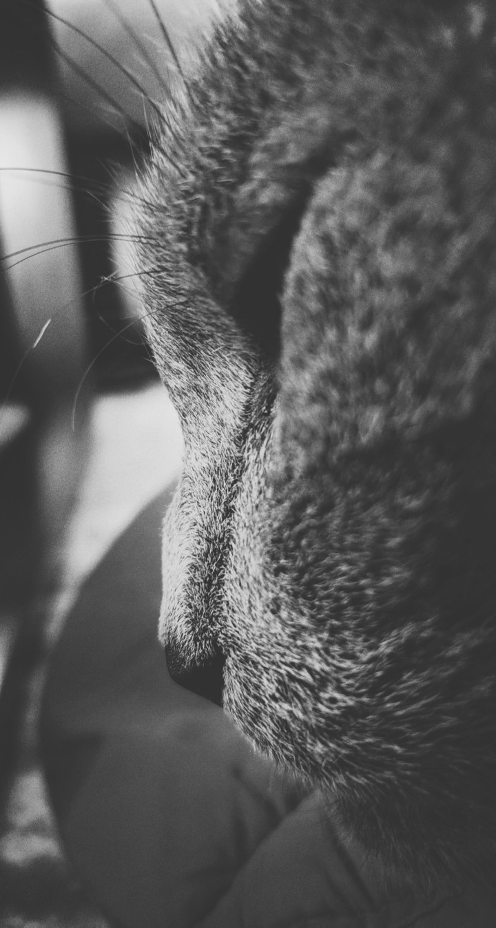 regal felines