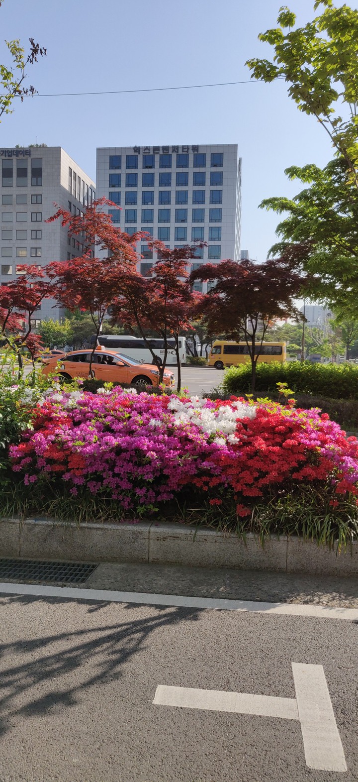 colourful flowers