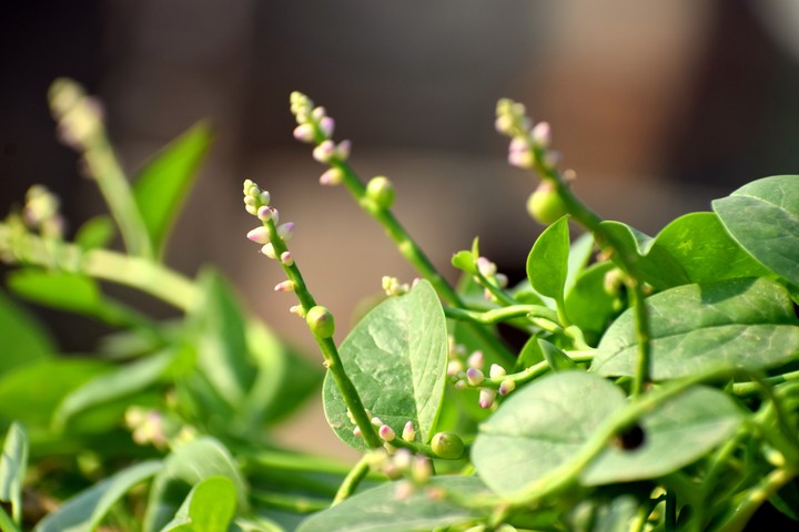 leaves