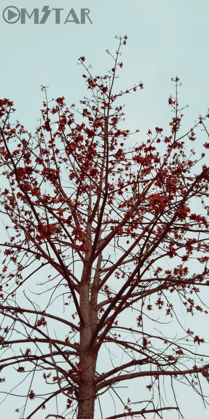 Holly