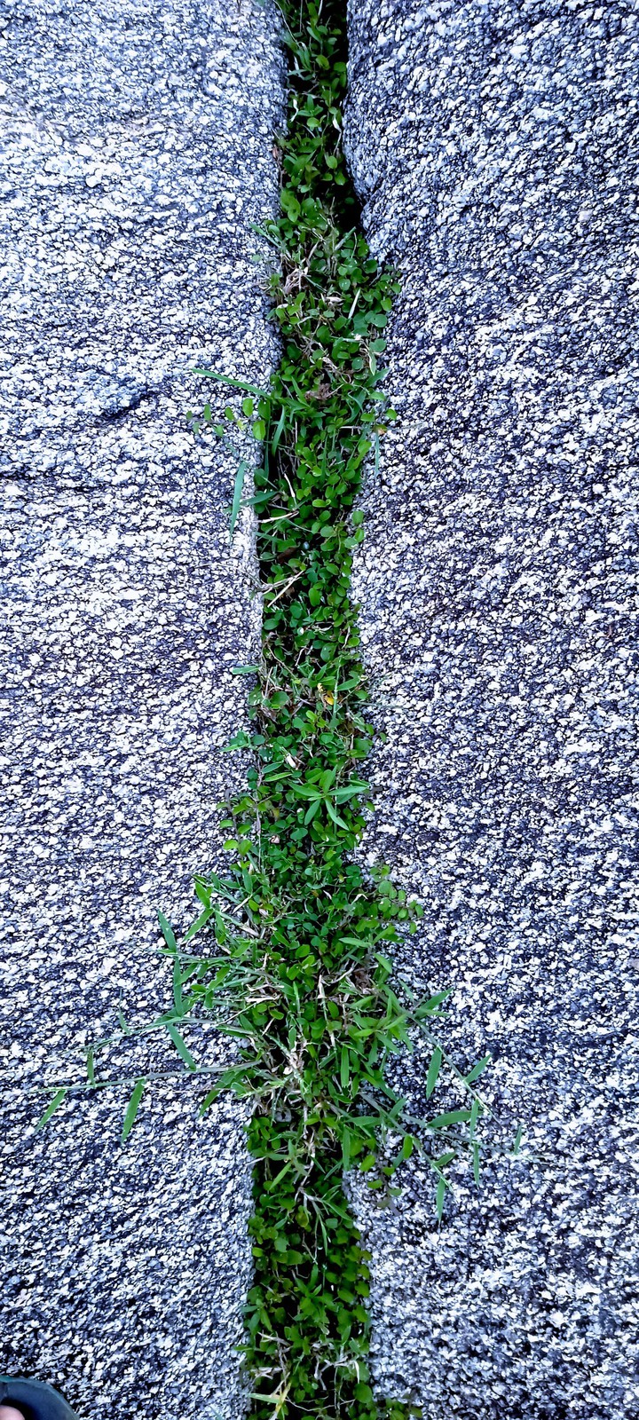 Grass between stones