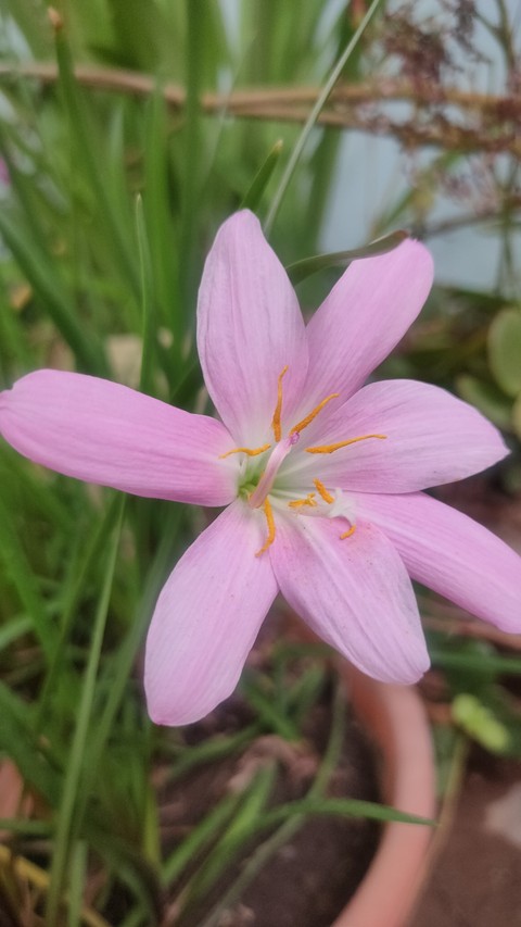 pink, 野花桌布