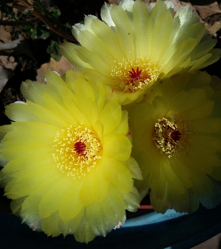 Cactus flowers
