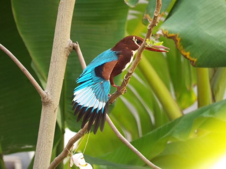 Kingfisher