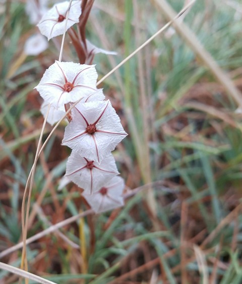 flower, plant वॉलपेपर