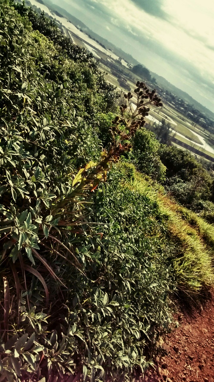 planta