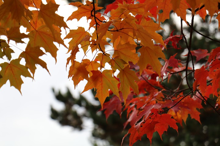 Autumn