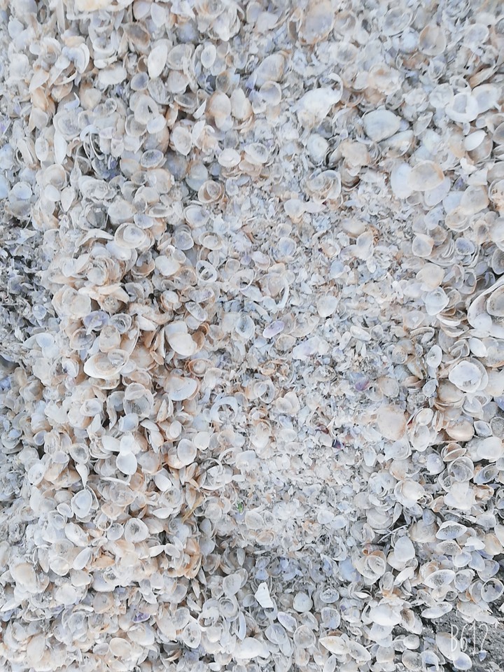 seashells
