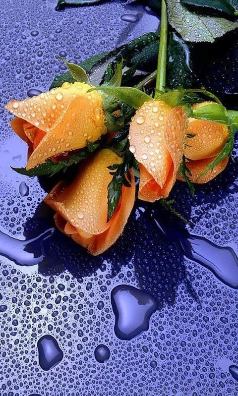 vegetable, food achtergronden