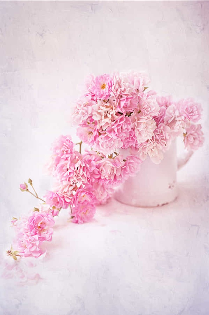shabby Roses