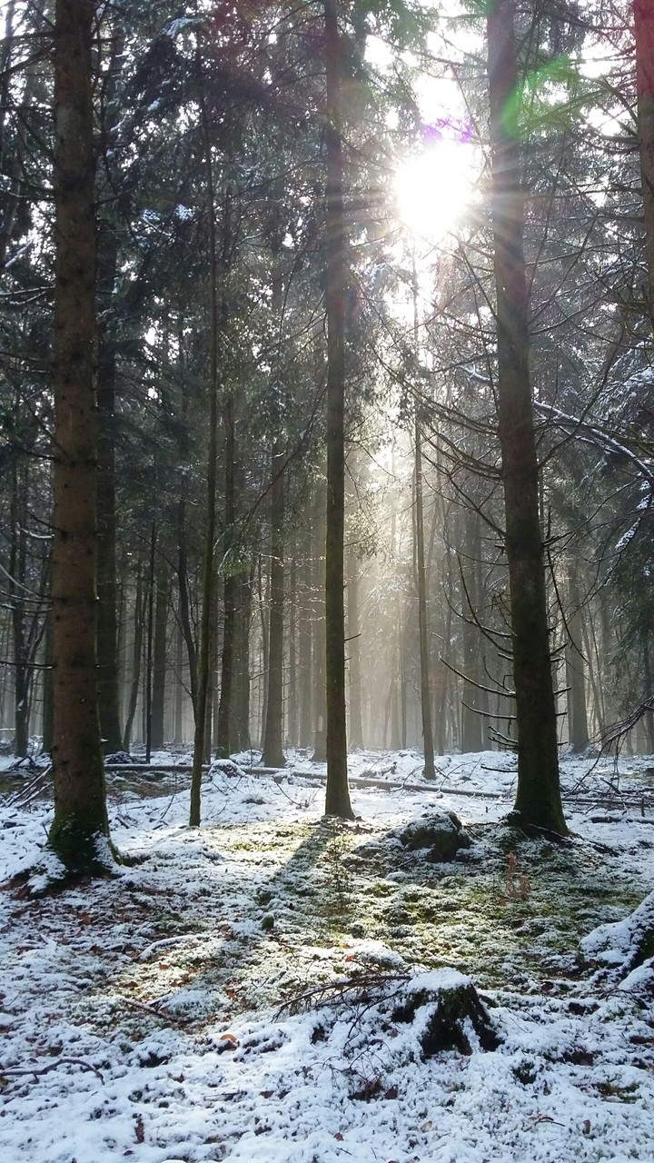 Forêt dans la neige
