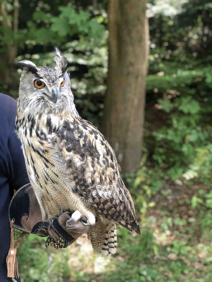 owl