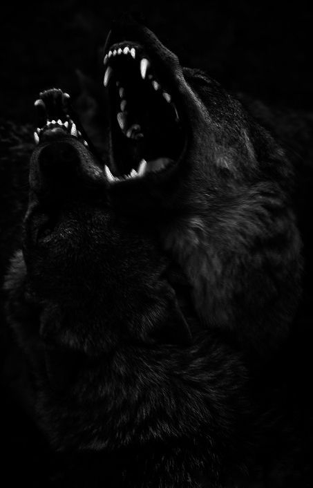 wolf