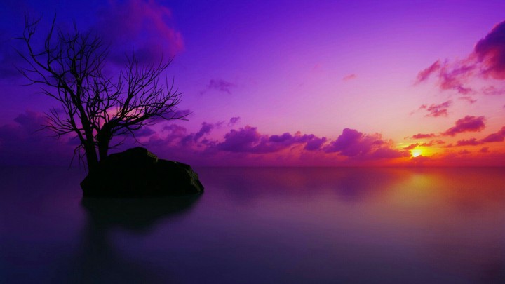 alone tree