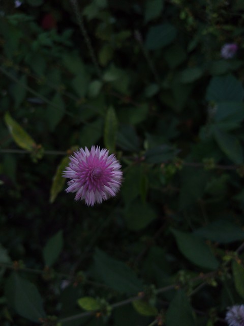 flowers ???️?