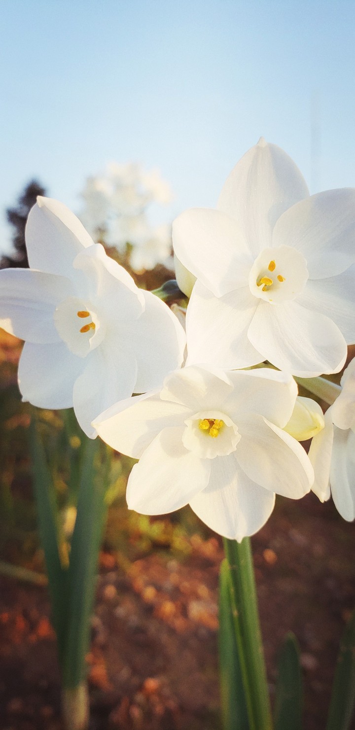 daffodil