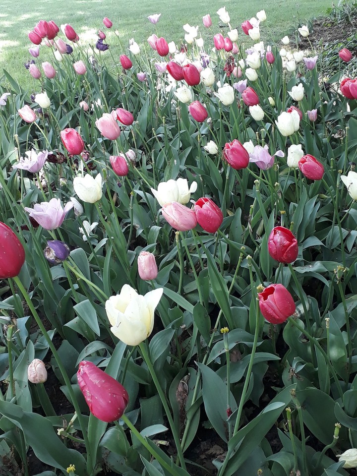 Messer Tulipano