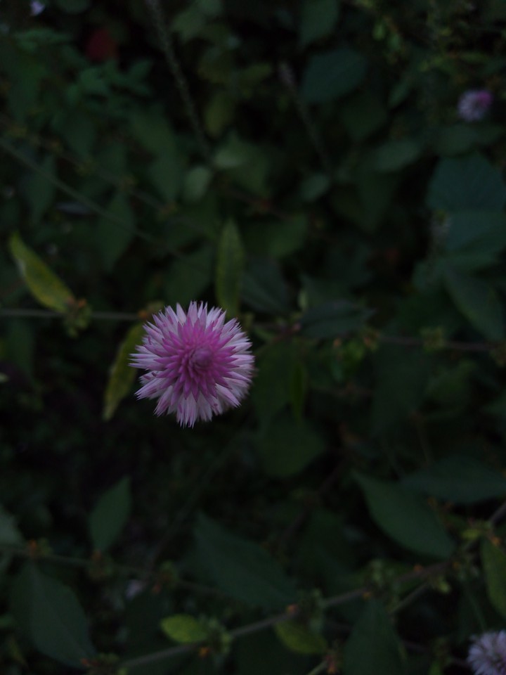 flowers ???️?