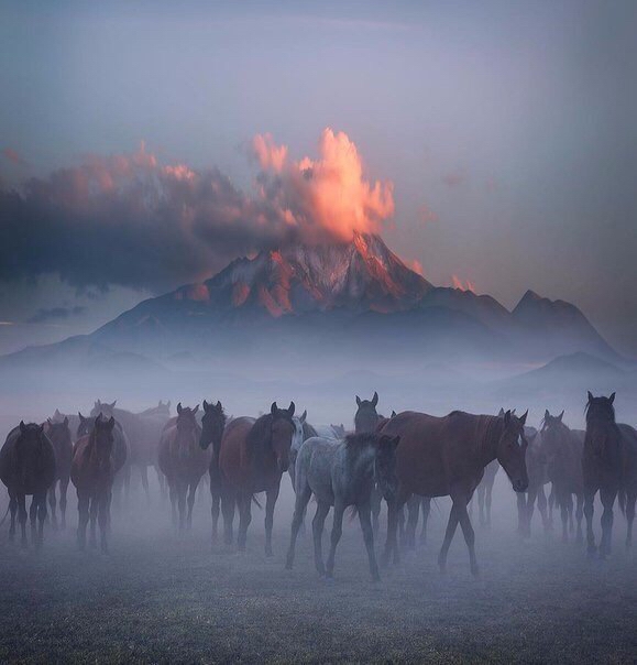 Horses and Volcano