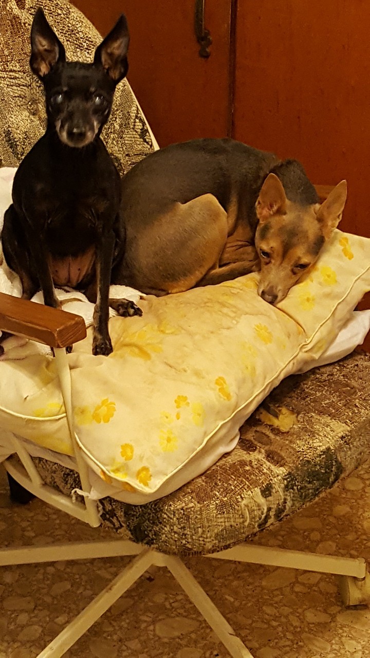 Sabre and D'Alice