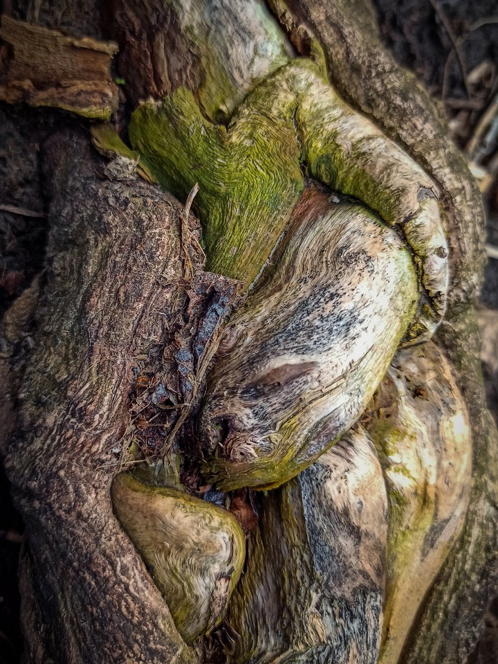 roots