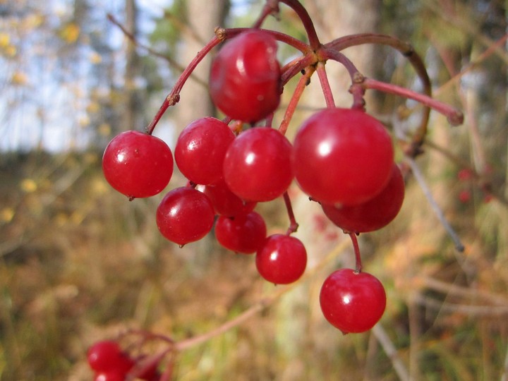 viburnum