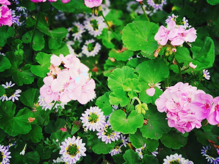 flowers