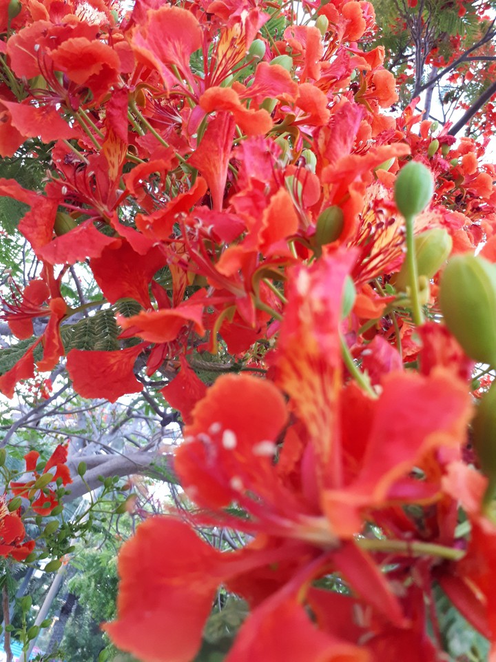 flowers
