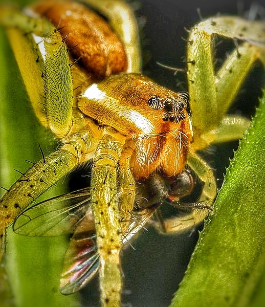 BROWN JUMING SPIDER