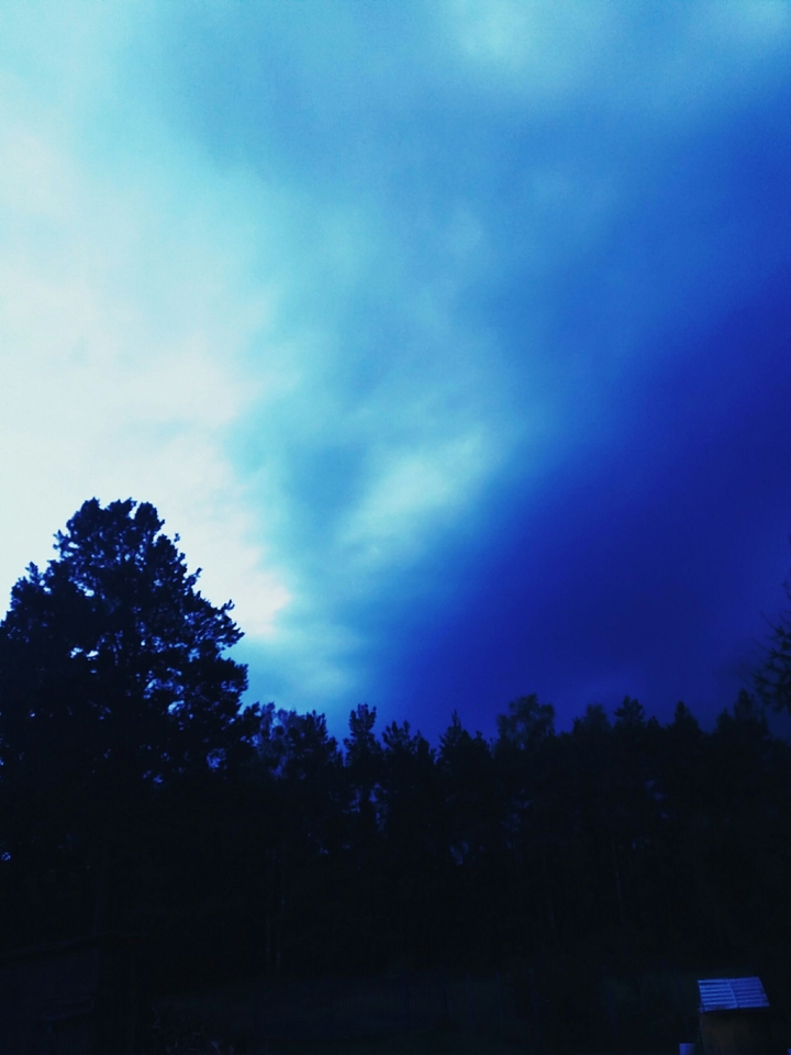 Forest on night