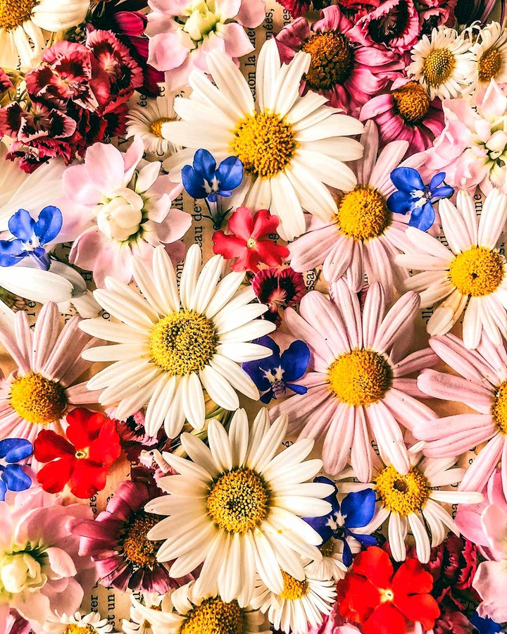 flower