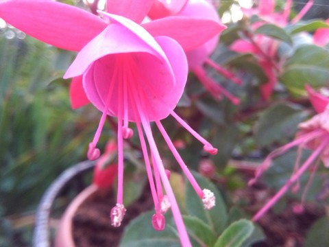 Pink flower