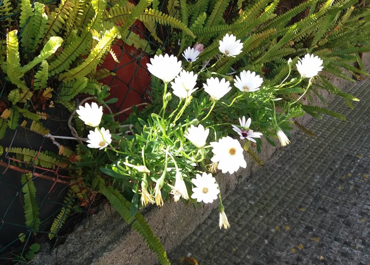 white flowers