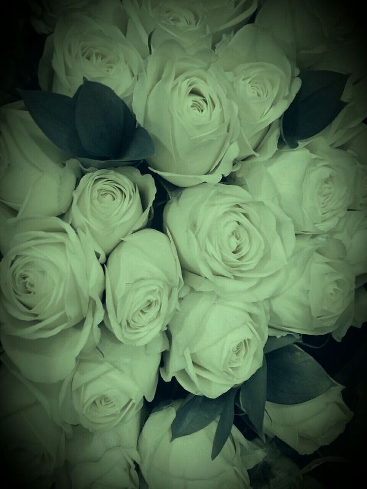 , Sunday's white roses