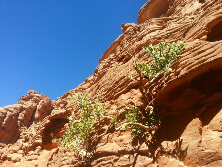 Out of nowhere , Plants grew there