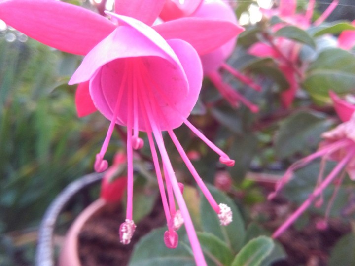Pink flower