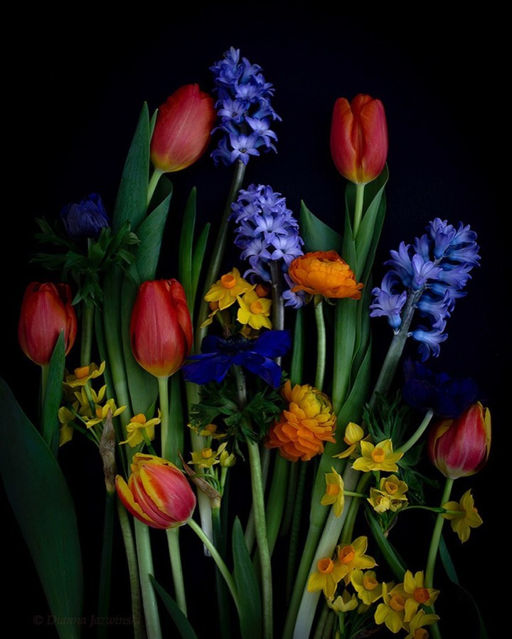 Spring flower