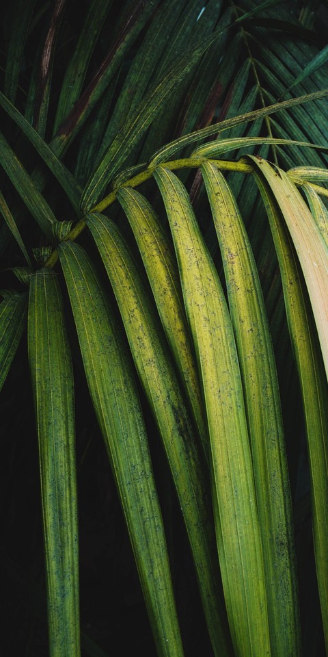leaves