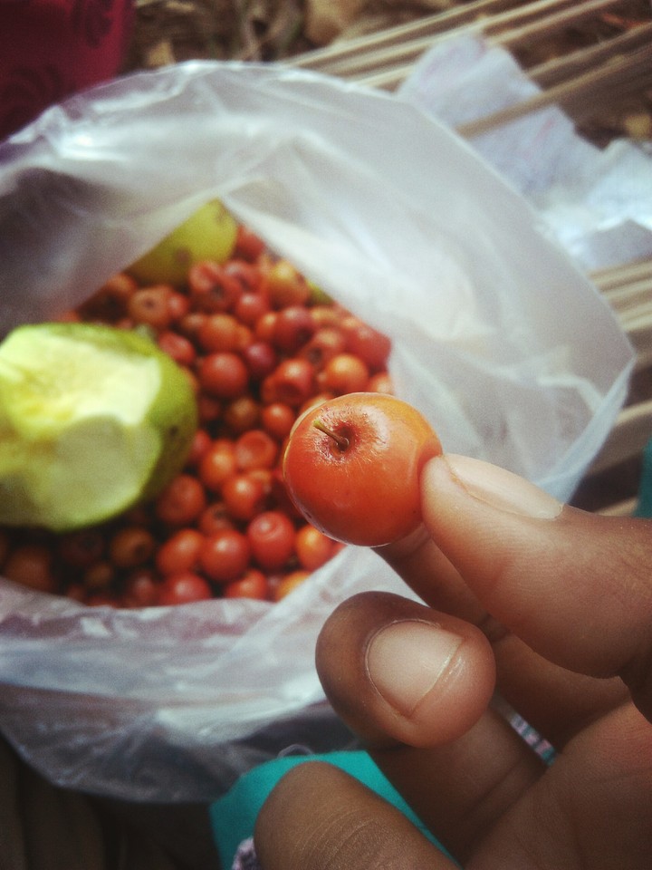 Fruits